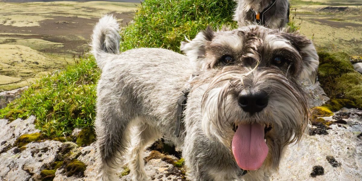 Funny Fictional Dogs That Steal the Show and Our Hearts