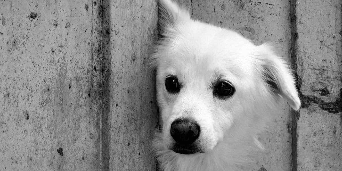 Funny Meme Pictures of Dogs and the Science Behind the Viral Humor