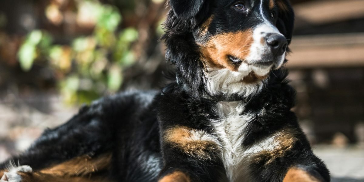 Why Bernese Mountain Dog Puppies Are the Funniest Comedians You’ll Ever Meet