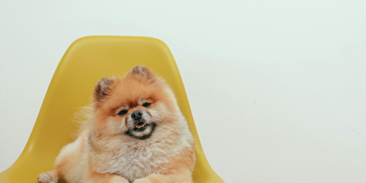 Dog Humor Books Memes and Comedy That Prove Dogs Are Hilarious