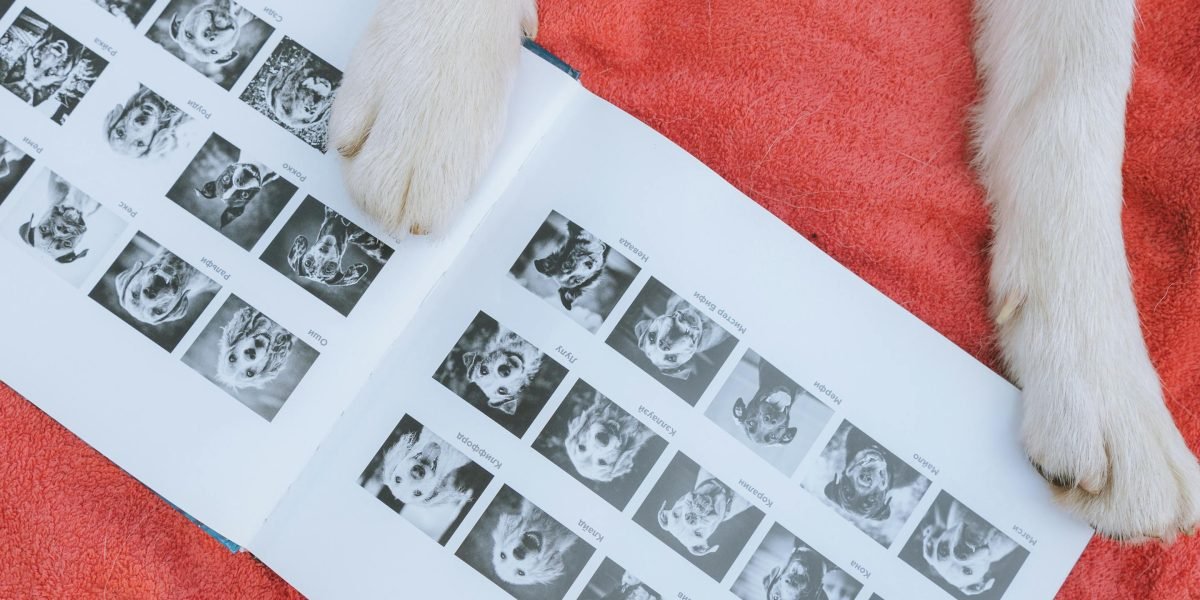 Chinese Dog Breeds Make Irresistible Comic Characters