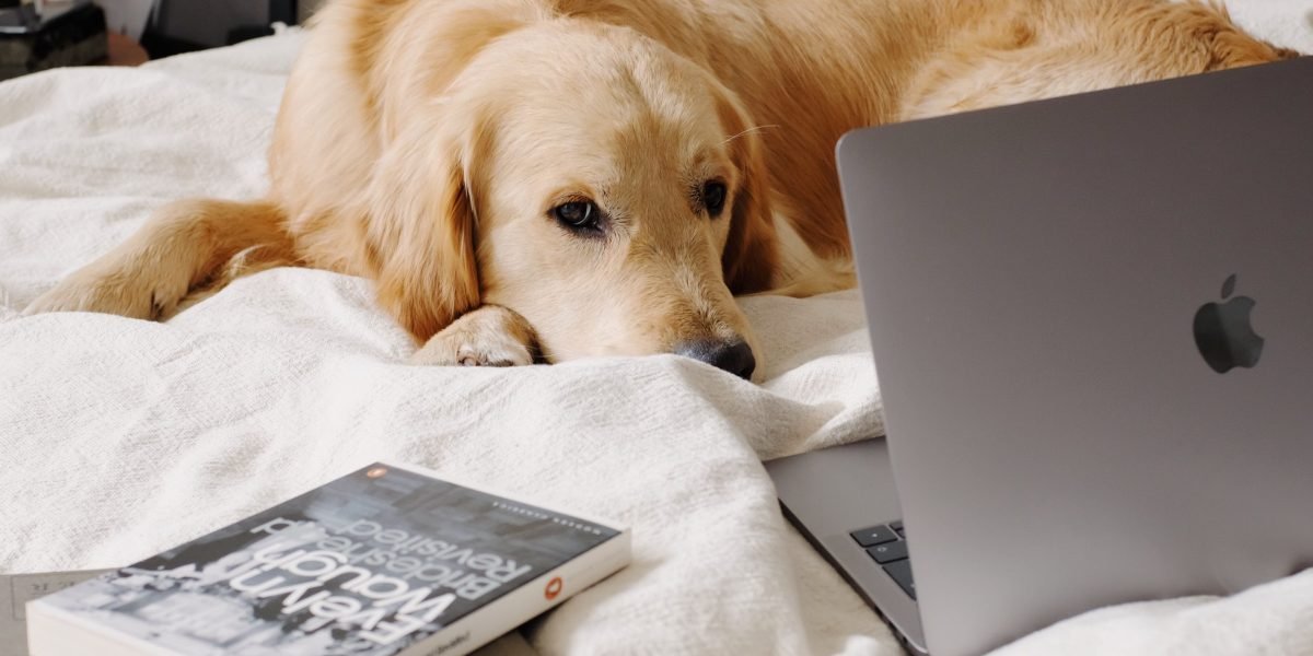 Dog Breeds for Humorous Fiction How Each Breed Creates Laughs