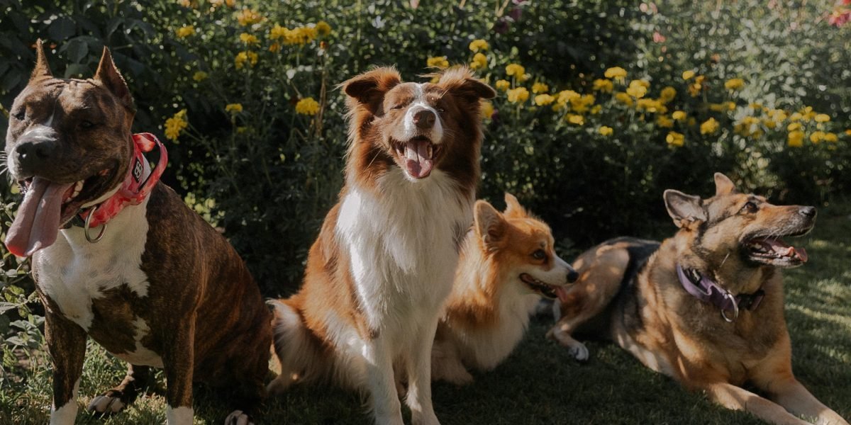 Kangal Shepherd Dog: Crafting Comedy with a Giant Guardian
