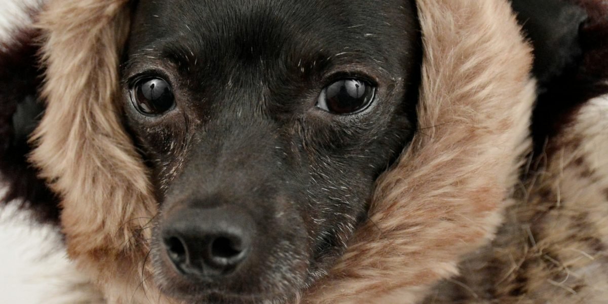 Why Funny Mutt Characters Unleash Unforgettable Laughter