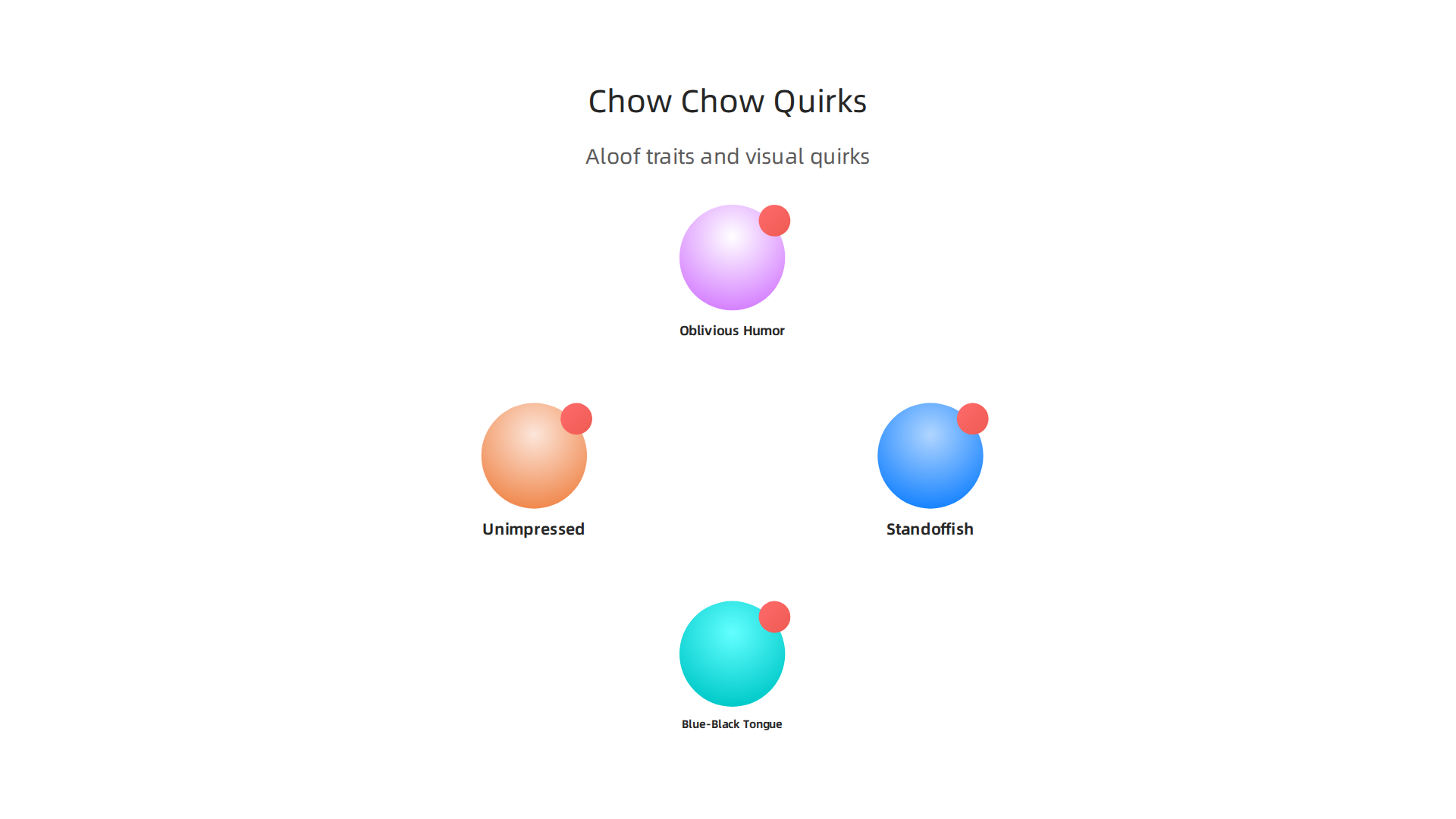 Comedic aspects of the Chow Chow's aloof nature and unique physical quirks.