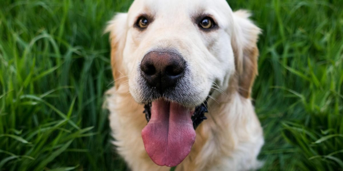 A cheerful golden retriever looking out of place in a serious or mundane environment, highlighting comedic irony.