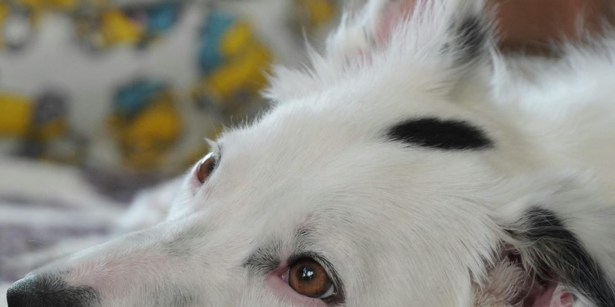 A border collie displaying its natural herding instincts in a home environment, creating humorous chaos.
