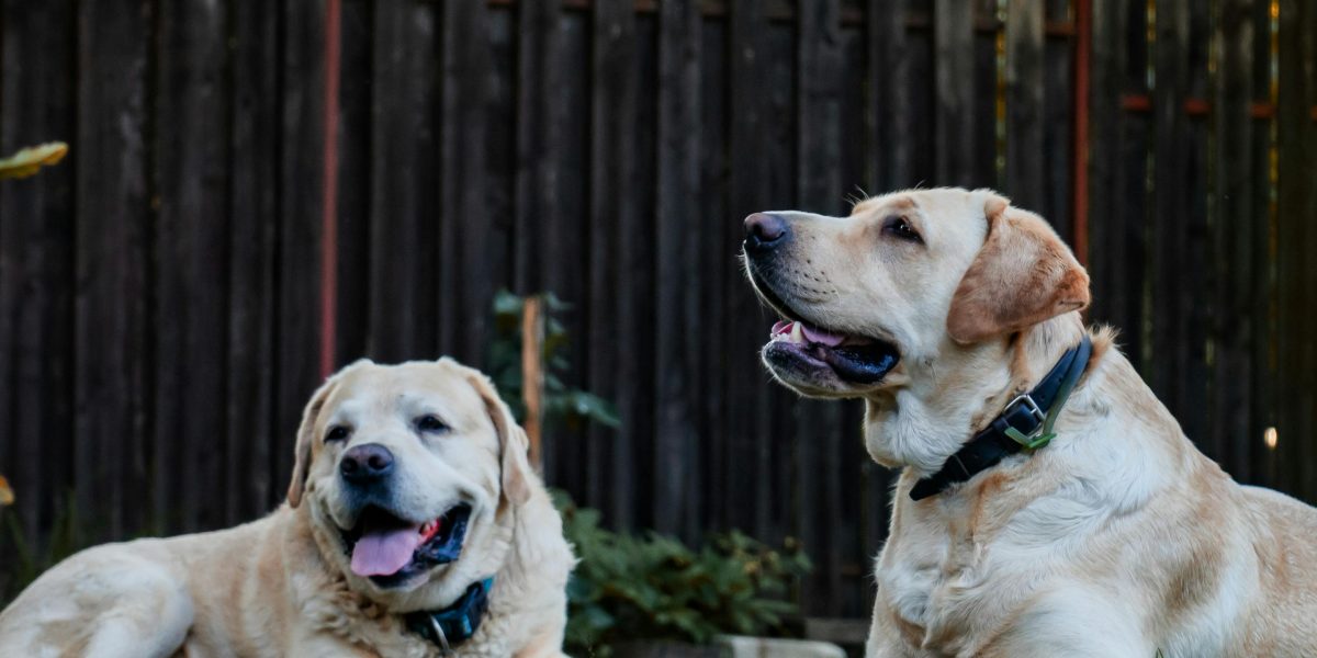 A goofy labrador engaging in physical comedy, showcasing its energetic and often uncoordinated nature.